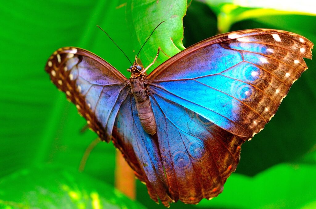 Krafttier Schmetterling. Zarte Schönheit, tiefe Stärke!