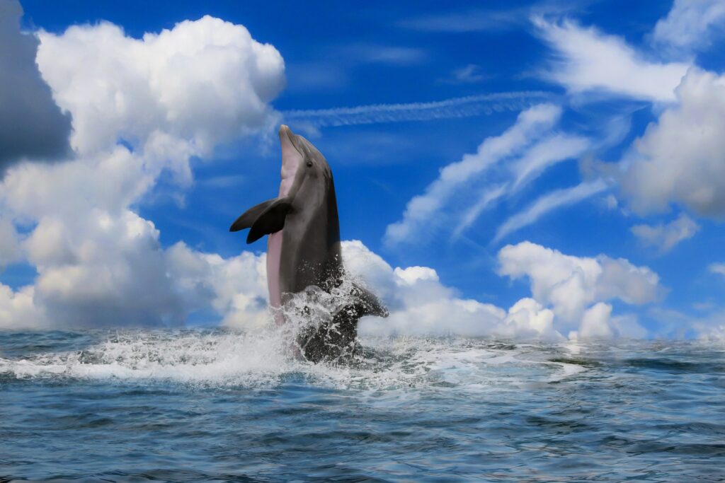 Die intelligenten Delfine &#8211; magische Kraft- und Seelentiere des Meeres
