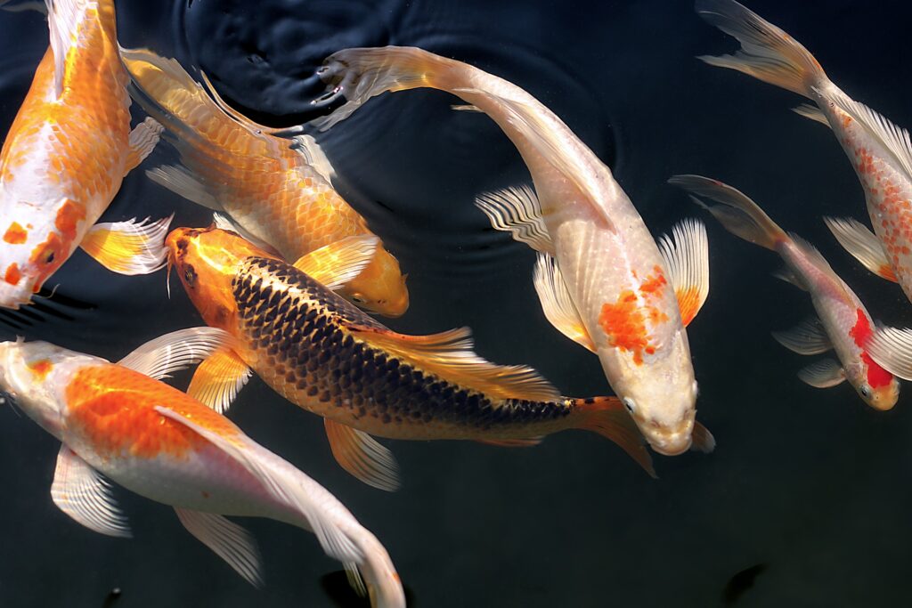 Krafttier Glückskarpfen &#8211; der japanische Koi, ein besonderer Fisch