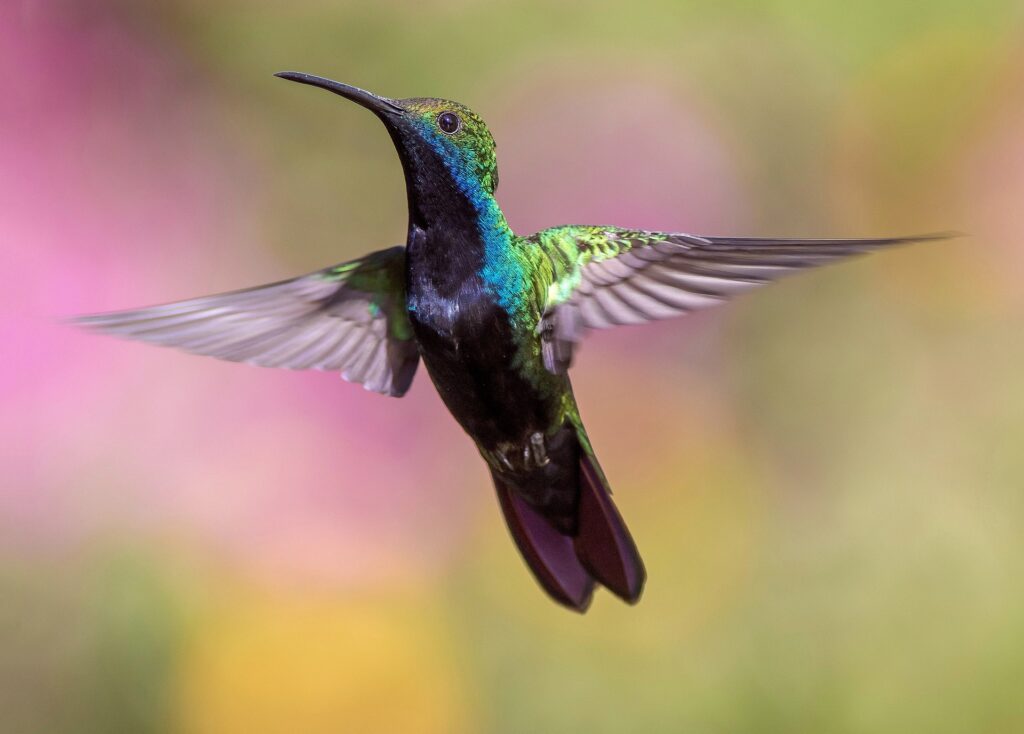 Der Kolibri Vogel als Krafttier &#8211; fliegende Diamanten!
