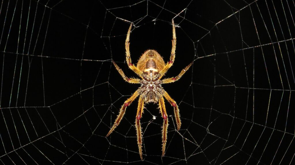 Die Spinne als Krafttier &#8211; das Netz des Lebens
