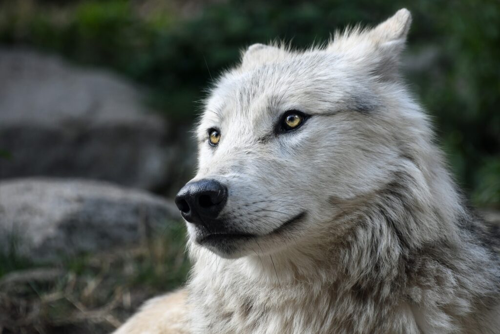 Der Wolf als Krafttier &#8211; ein weiser Lehrer!