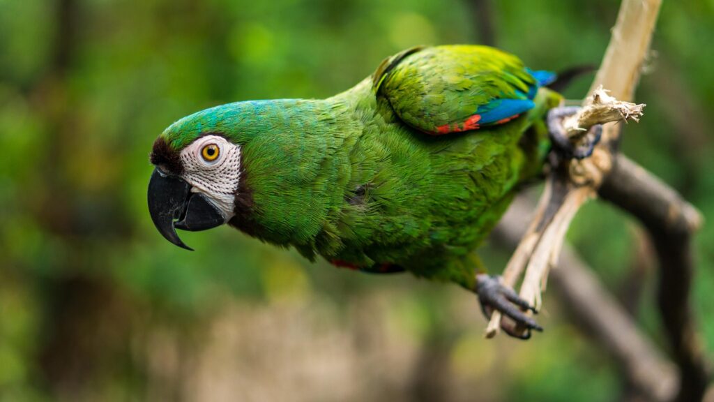 Krafttier Papagei! Lebhafter Seelenvogel mit bunter Intelligenz