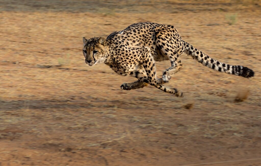 Cheetah, der Gepard &#8211; ungebändigtes Krafttier der Freiheit