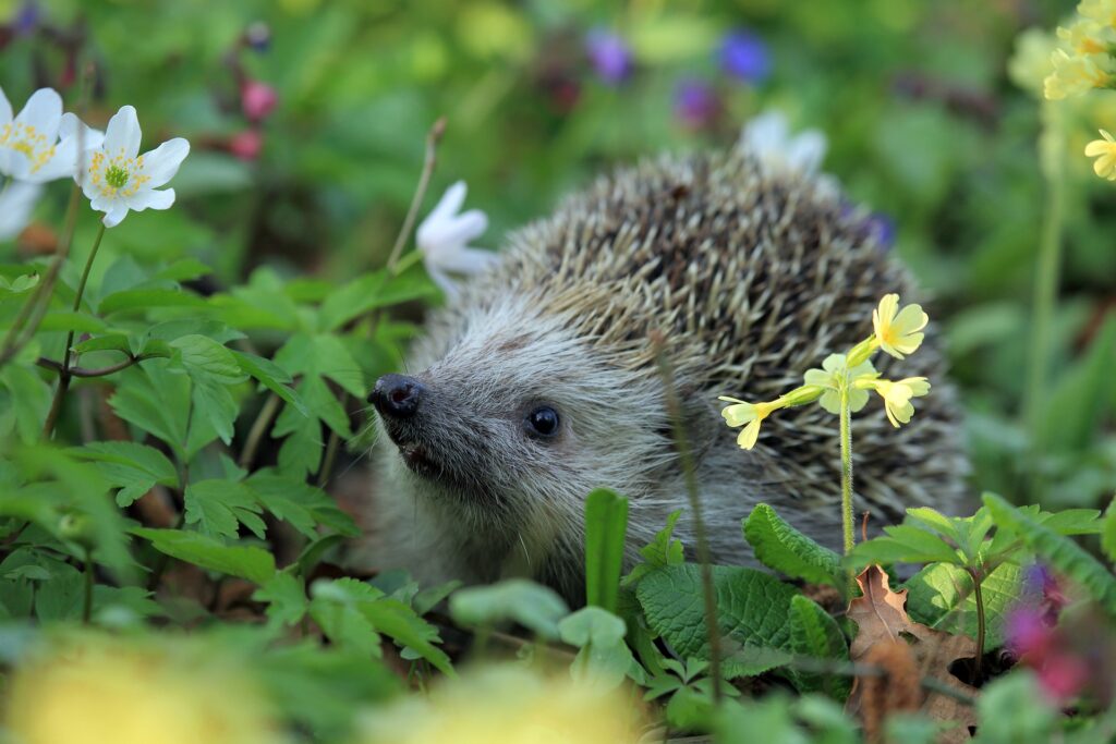 Der Igel als Krafttier &#8211; Schutz und stachelige Cleverness!