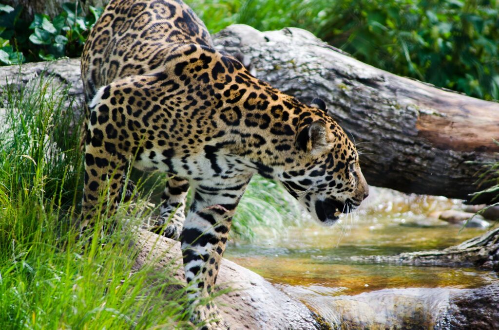 Der Jaguar, heiliges Schamanen-Krafttier der Übergänge