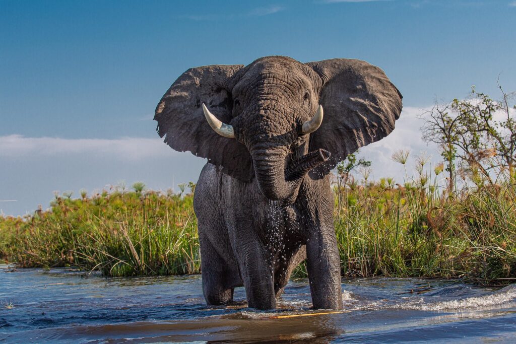 Der Elefant als Krafttier &#8211; Symbol für Stärke, Gelassenheit und uralte Weisheit