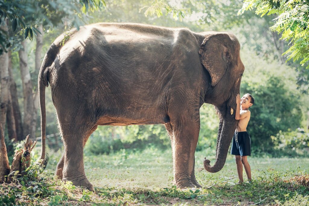 Der Elefant als Krafttier &#8211; Symbol für Stärke, Gelassenheit und uralte Weisheit